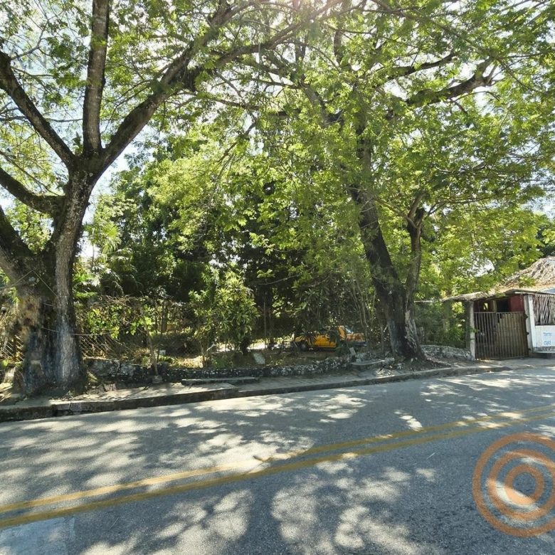 Árboles grandes junto a la avenida frente a la propiedad