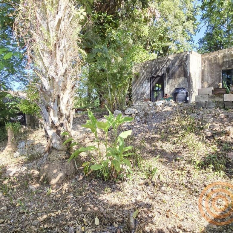 Jardín con palmas y construcción al fondo