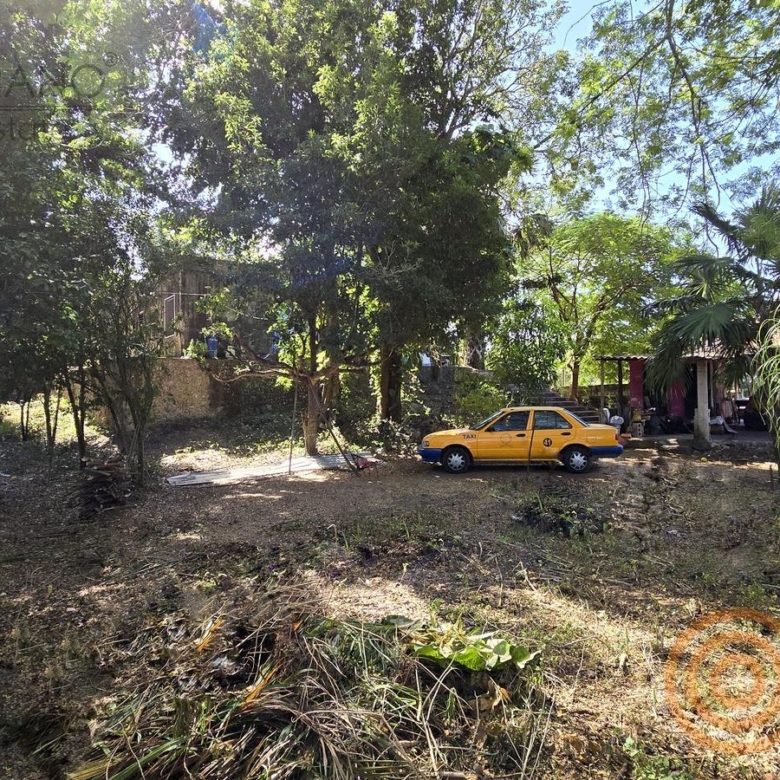 Terreno con árboles y estacionamiento en el jardín