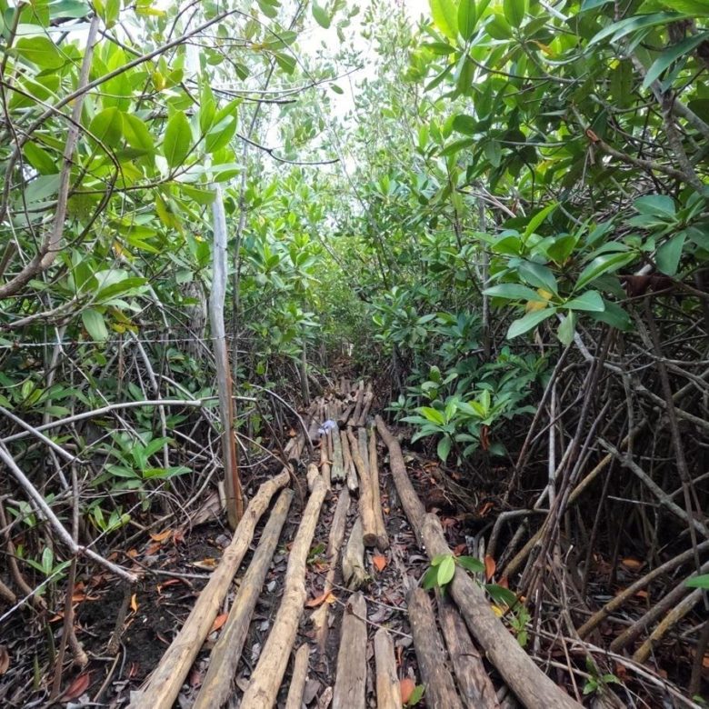 Sendero de troncos entre el manglar hacia el cenote