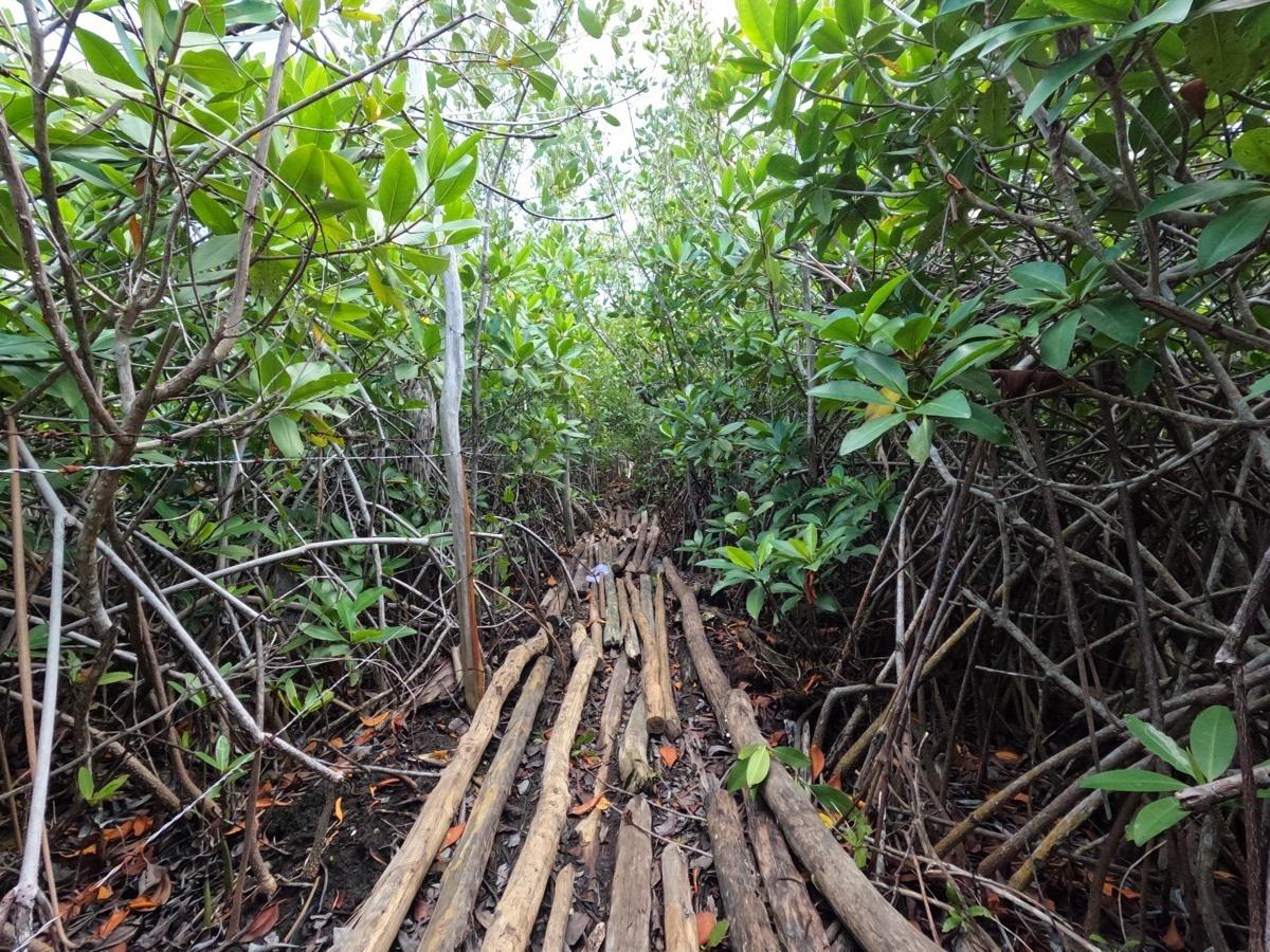bre-pila-tul23-07 Sendero de troncos entre el manglar hacia el cenote