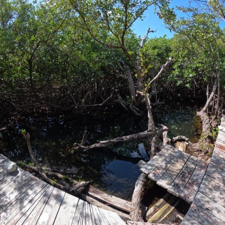 Cenote con muelle de madera rodeado de manglar