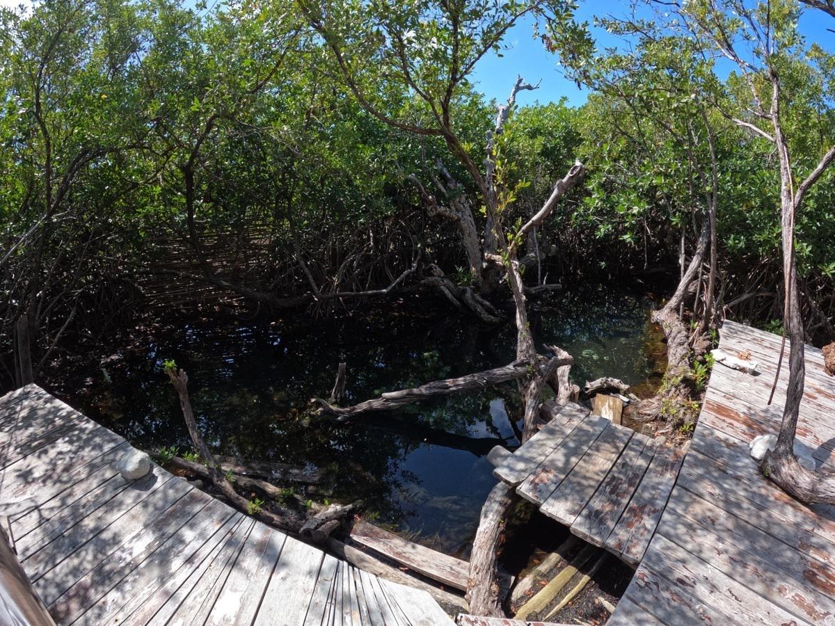bre-pila-tul23-08 Cenote con muelle de madera rodeado de manglar