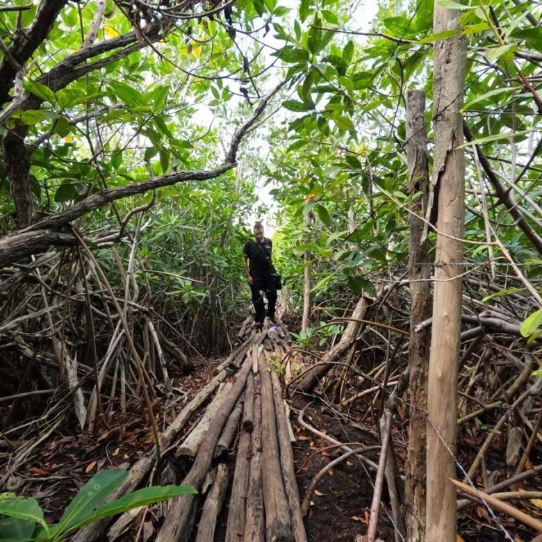 Sendero entre el manglar hacia el cenote