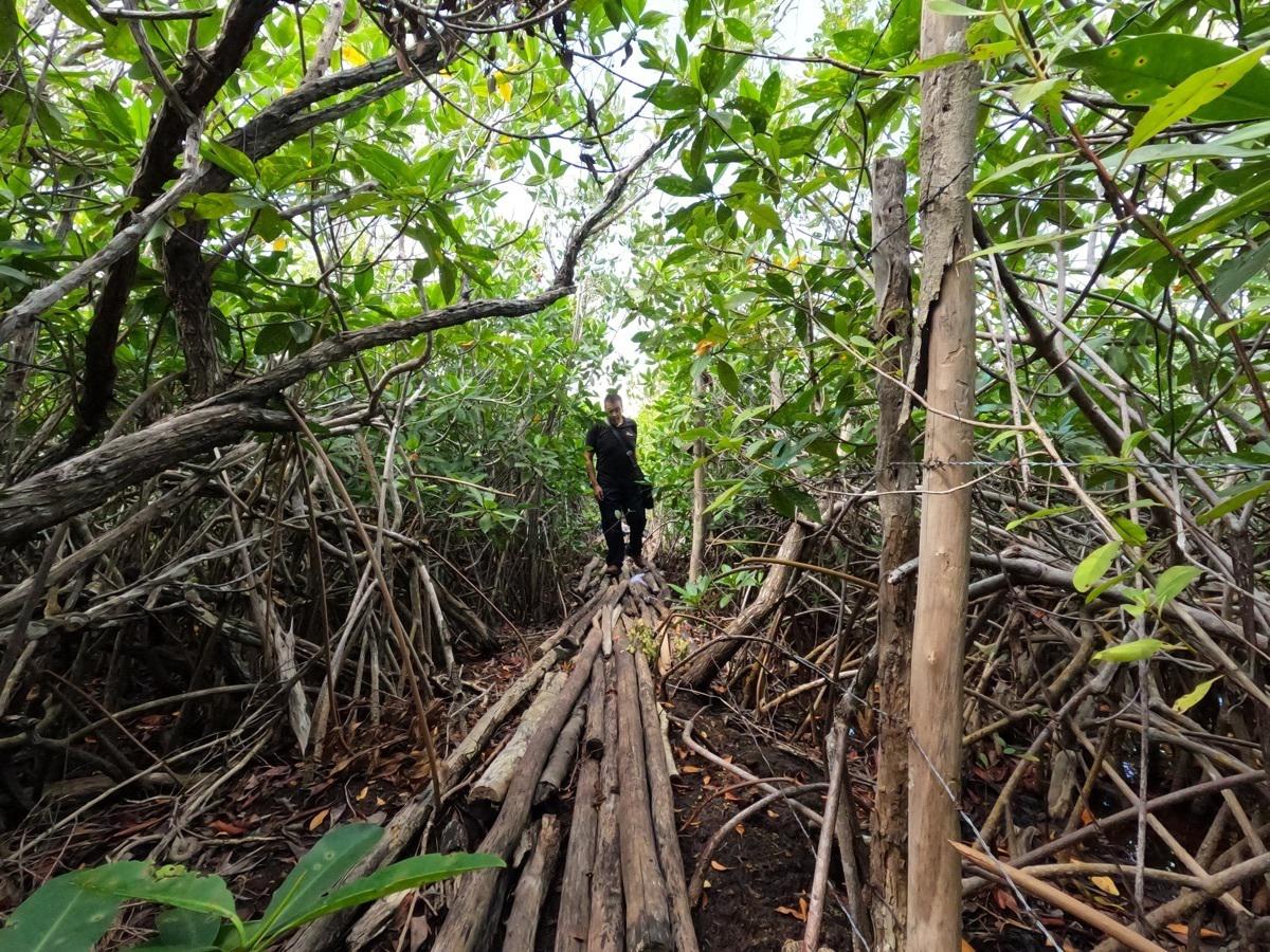 bre-pila-tul23-09 Sendero entre el manglar hacia el cenote