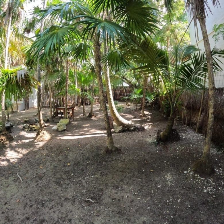 Jardín con palmeras, mesas y zona de descanso
