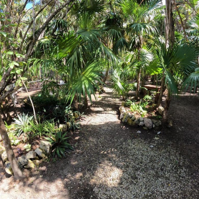 Sendero entre palmeras y vegetación en el terreno