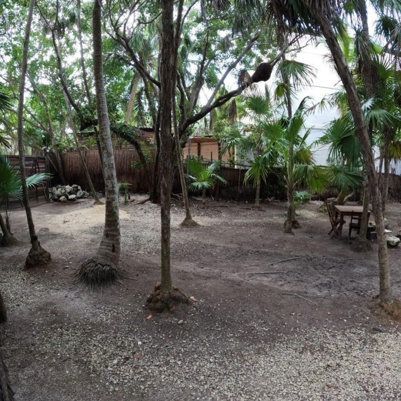 Patio con árboles y mesas de madera
