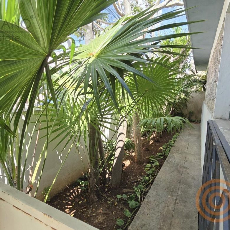 Palmas y celosía en el corredor del jardín