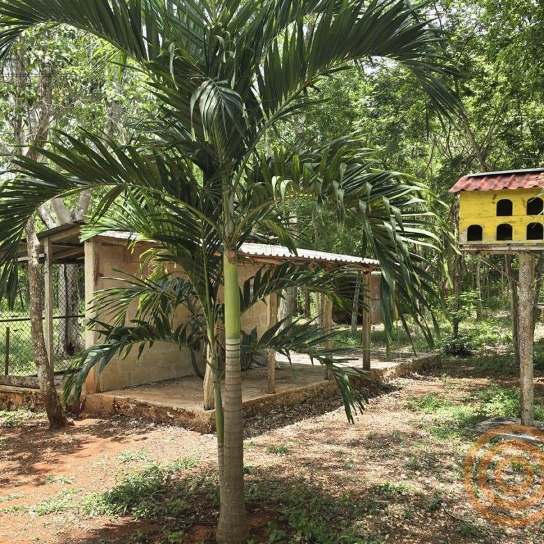 Palmeras y corral en el rancho en venta en Ebtún, Valladolid