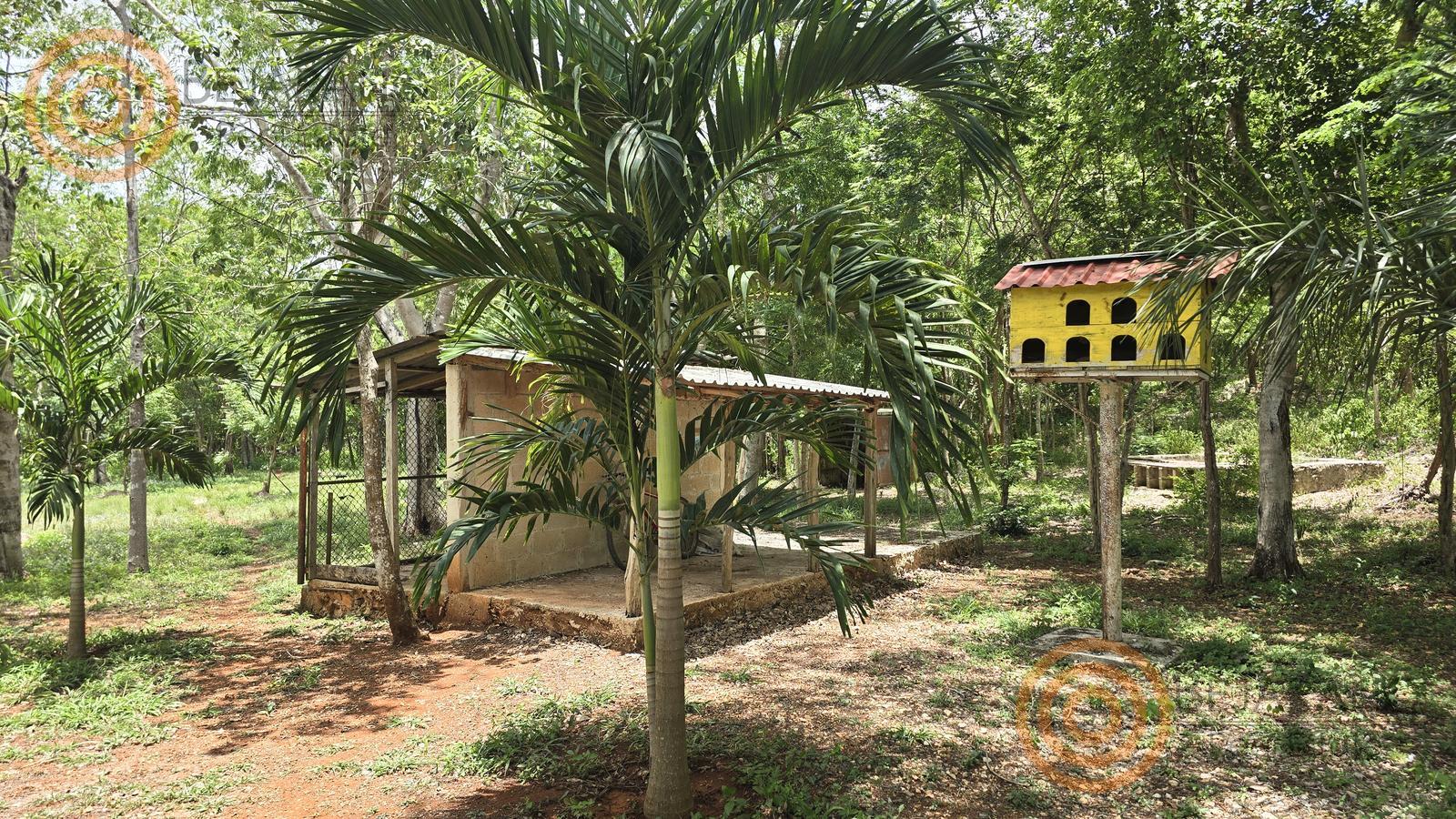 bre-rv-ebtun-13 Palmeras y corral en el rancho en venta en Ebtún, Valladolid