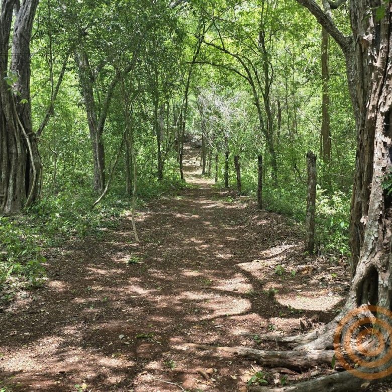 Sendero entre árboles dentro del rancho en Ebtún
