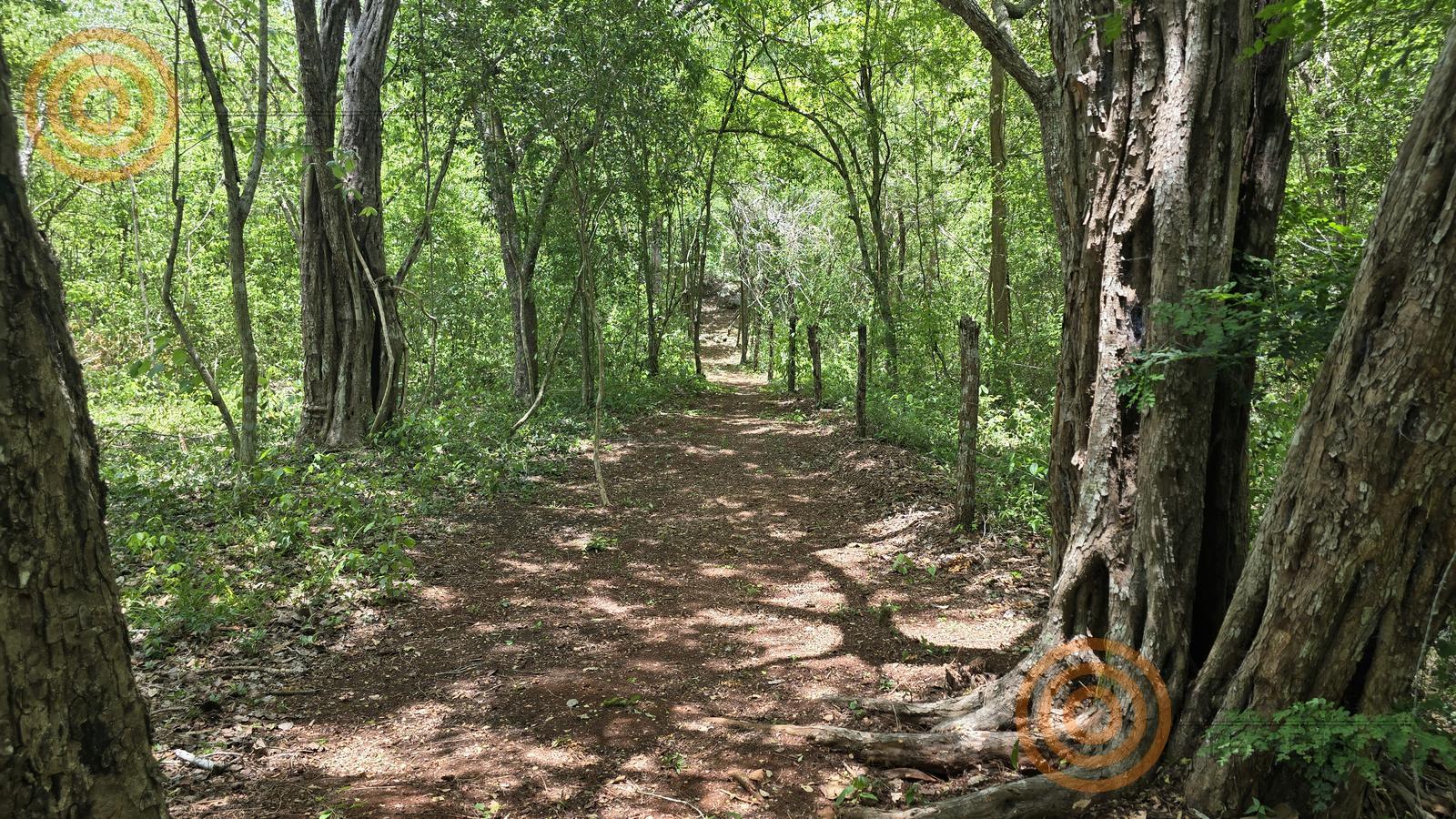 bre-rv-ebtun-15 Sendero entre árboles dentro del rancho en Ebtún
