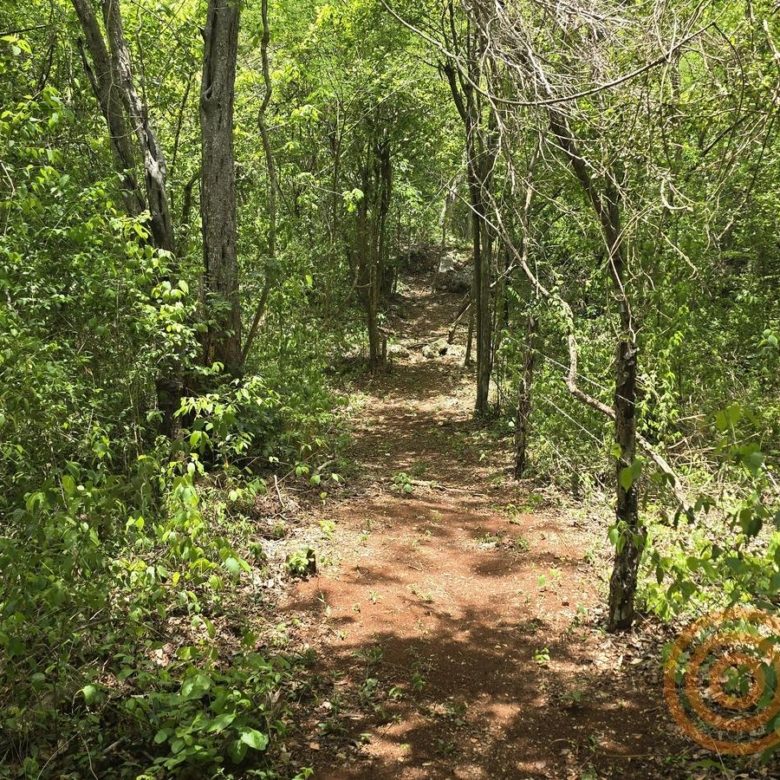 Monte con vegetación nativa en el rancho de Ebtún, Valladolid