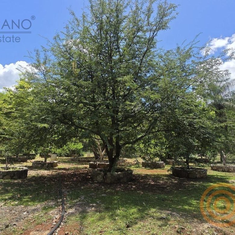 Árbol frutal en el huerto del rancho