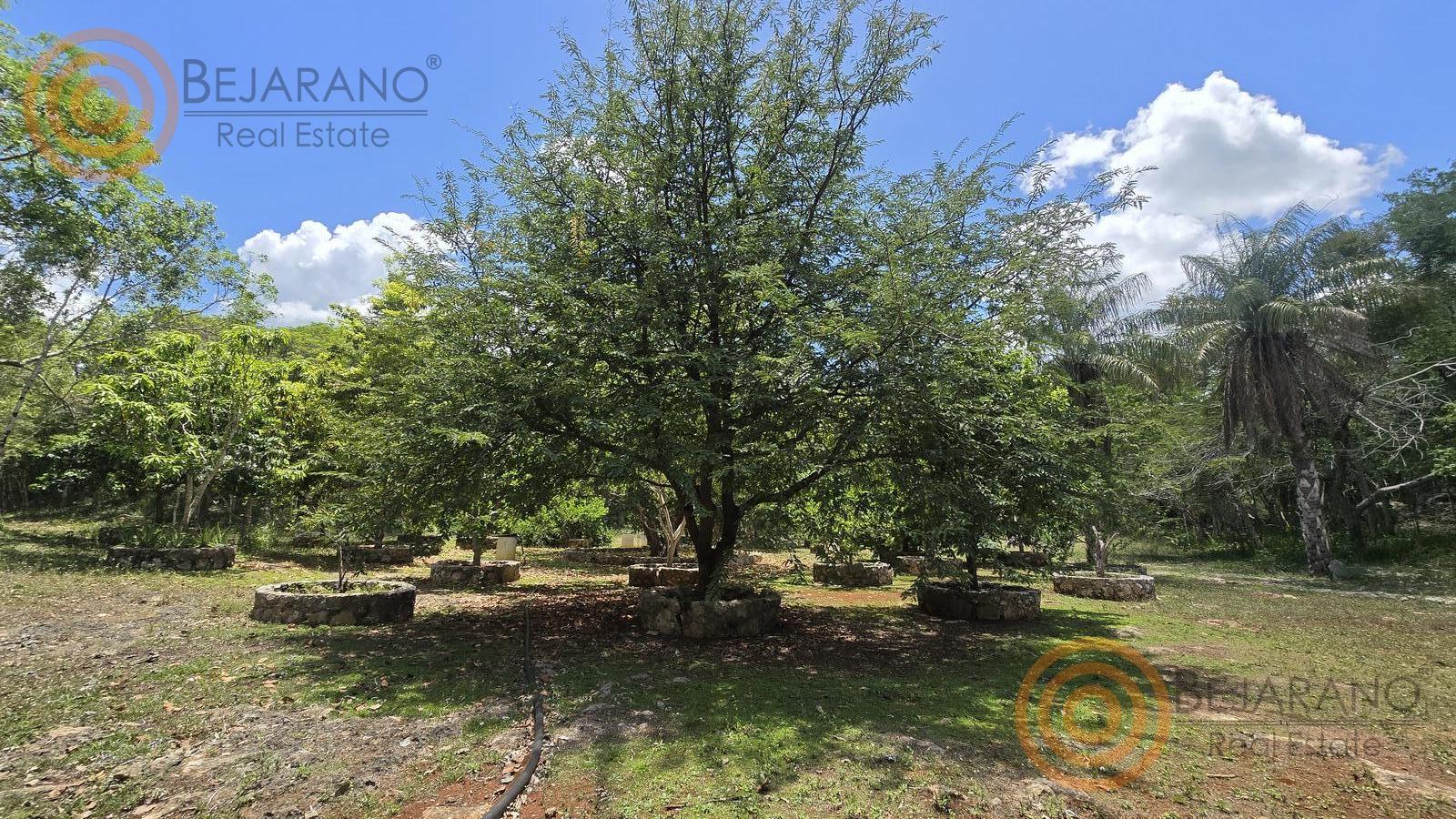 bre-rv-tixcalcupul-380-29 Árbol frutal en el huerto del rancho