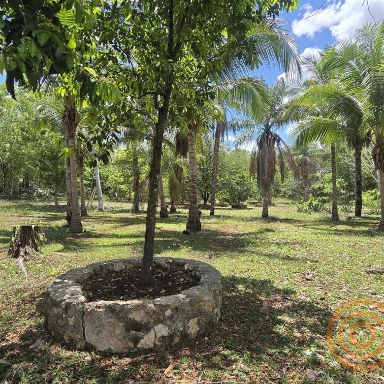 Pozo de piedra y palmeras en el huerto