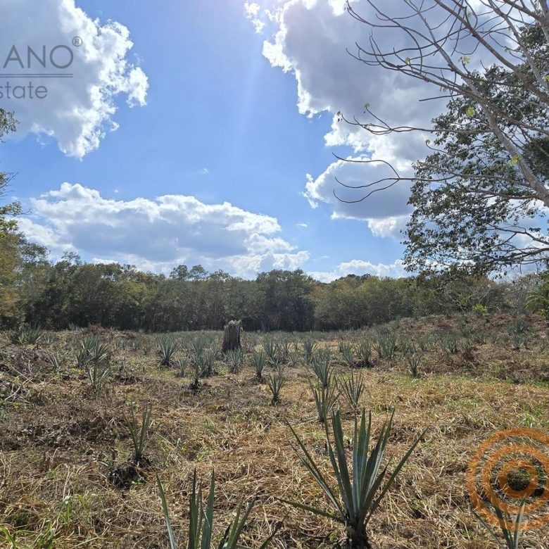 Terreno abierto con agave y vegetación al fondo