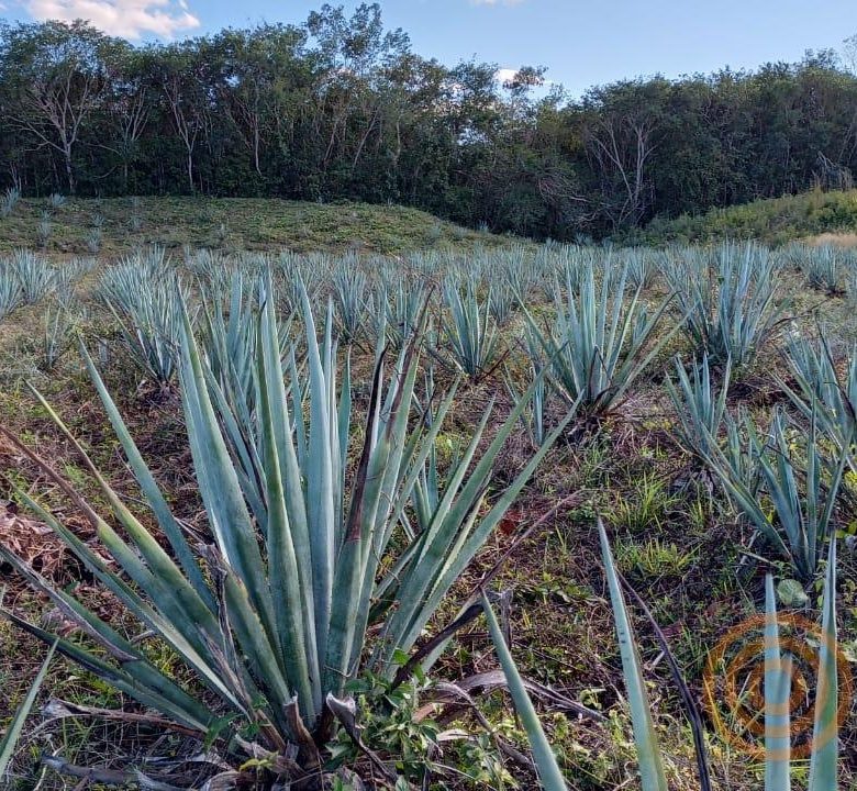 Cultivo de agave en el rancho de Tixcacalcupul