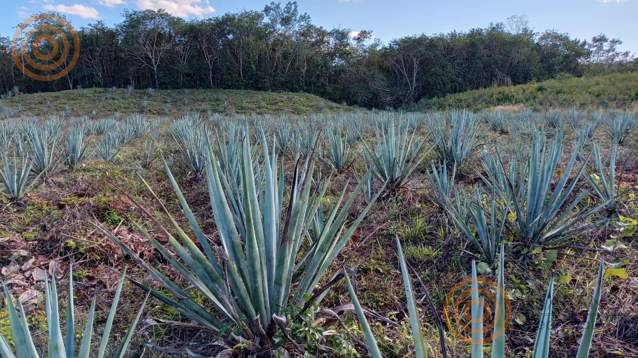 bre-rv-tixcalcupul-380-32 Cultivo de agave en el rancho de Tixcacalcupul