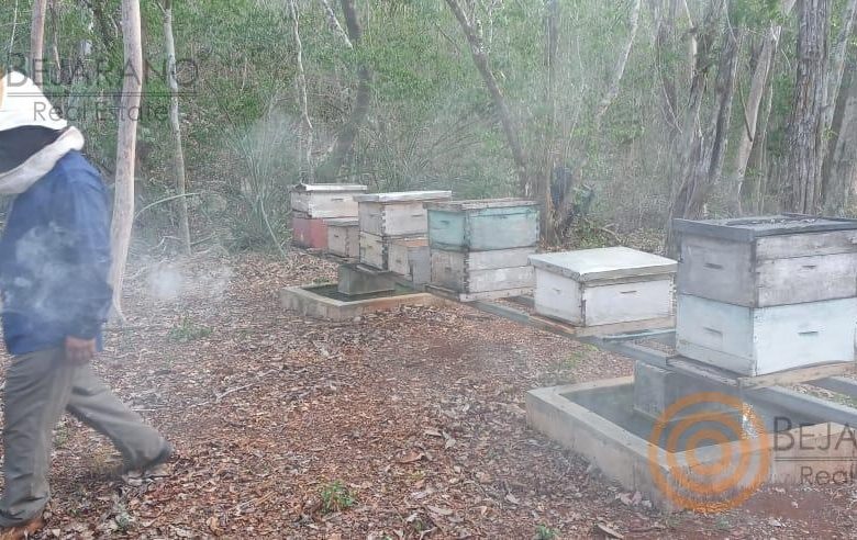 Apicultor atendiendo las colmenas del rancho