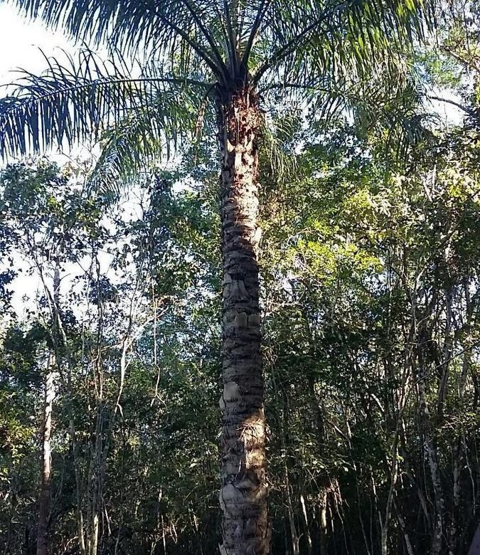Palmera de cocoyol dentro del rancho