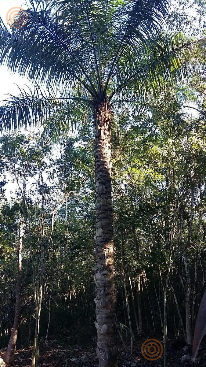 bre-rv-tixcalcupul-380-34 Palmera de cocoyol dentro del rancho