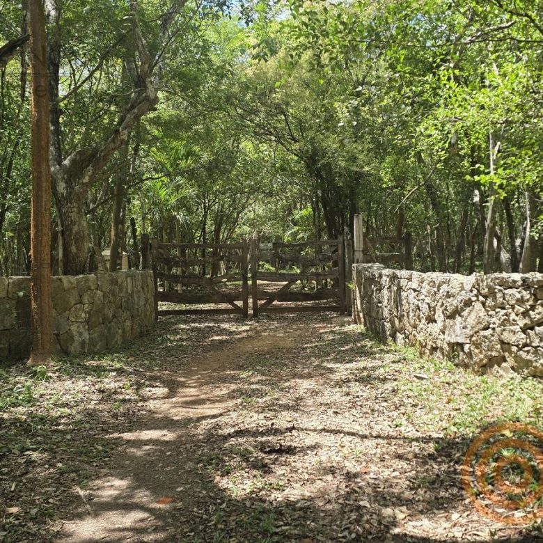 Camino entre la selva con cerca de piedra