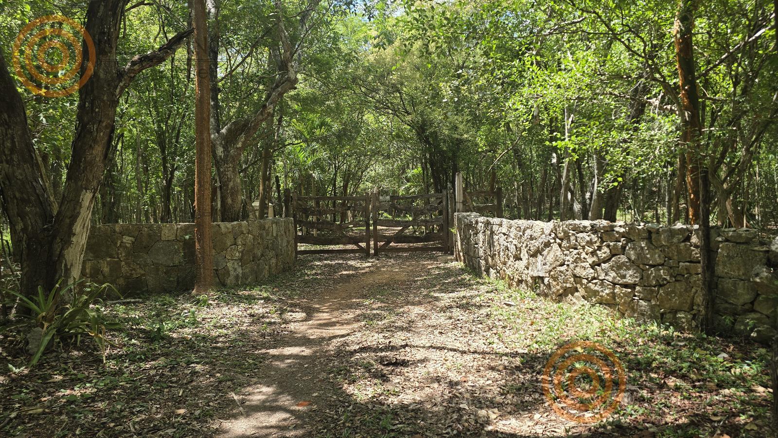 bre-rv-tixcalcupul-380-39 Camino entre la selva con cerca de piedra
