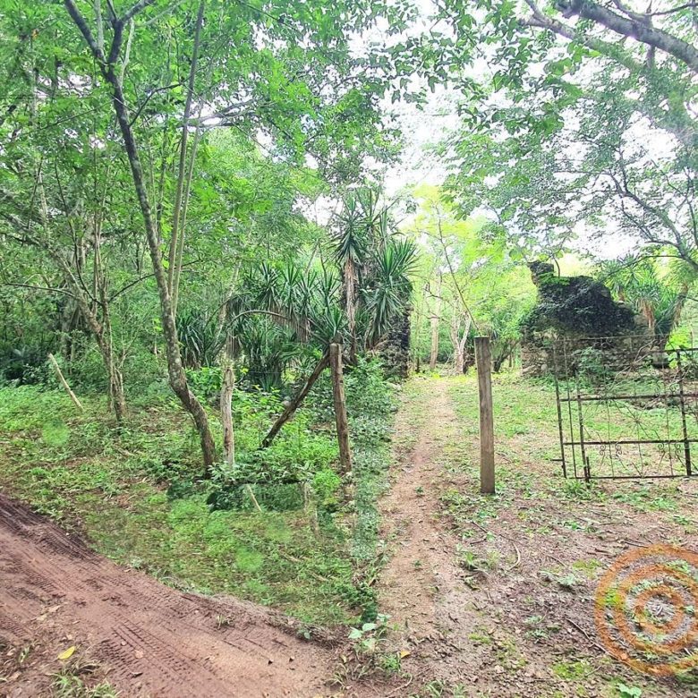 Camino de terracería con portón entre la vegetación del rancho