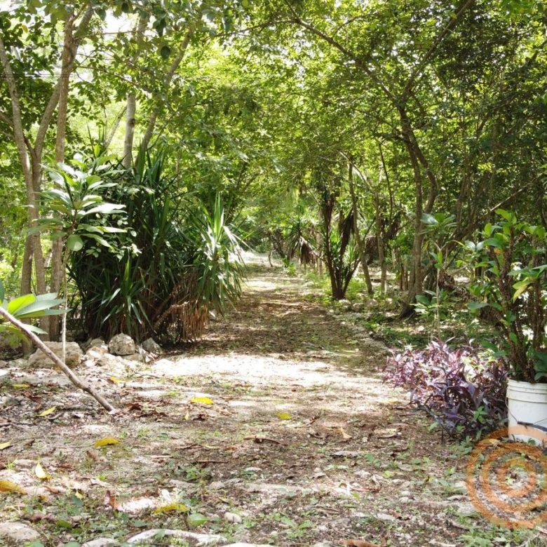 Camino interior del rancho entre árboles frutales