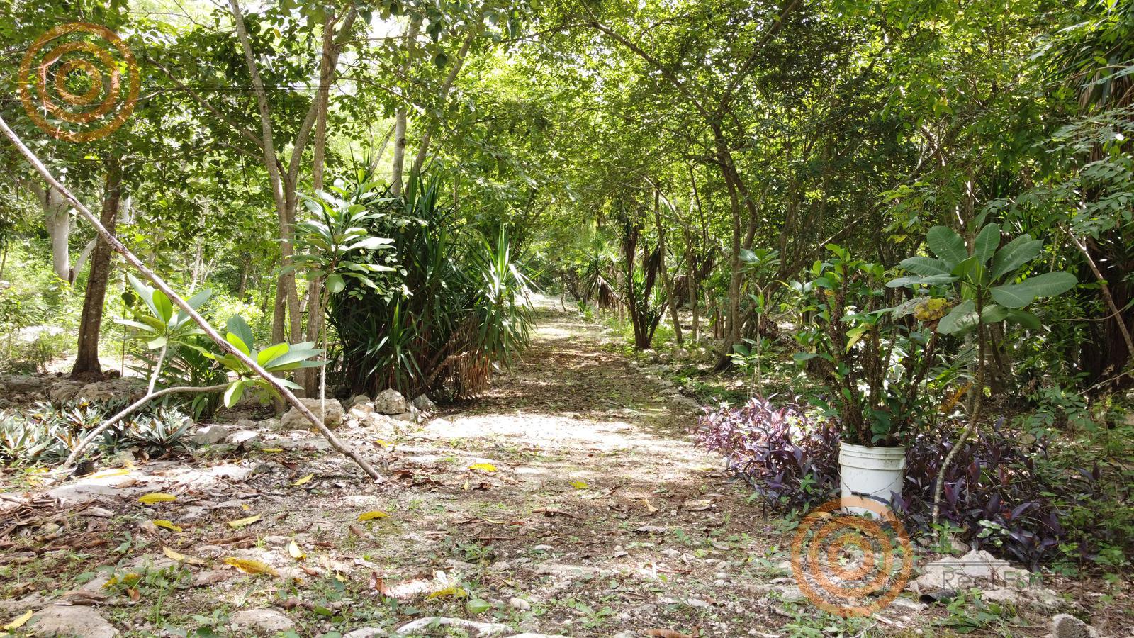 bre-tix-001-05 Camino interior del rancho entre árboles frutales