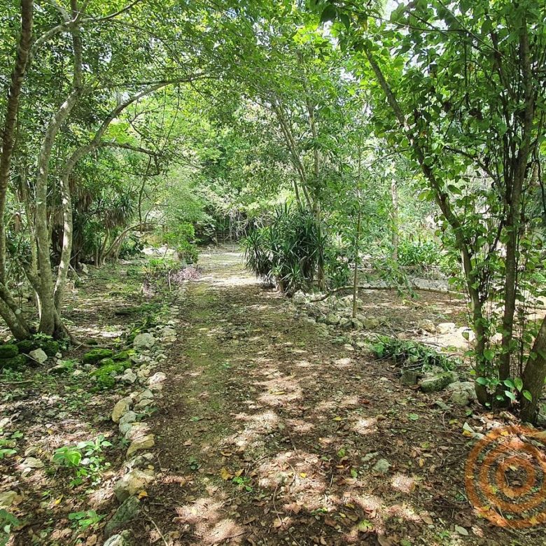 Camino entre árboles dentro del rancho