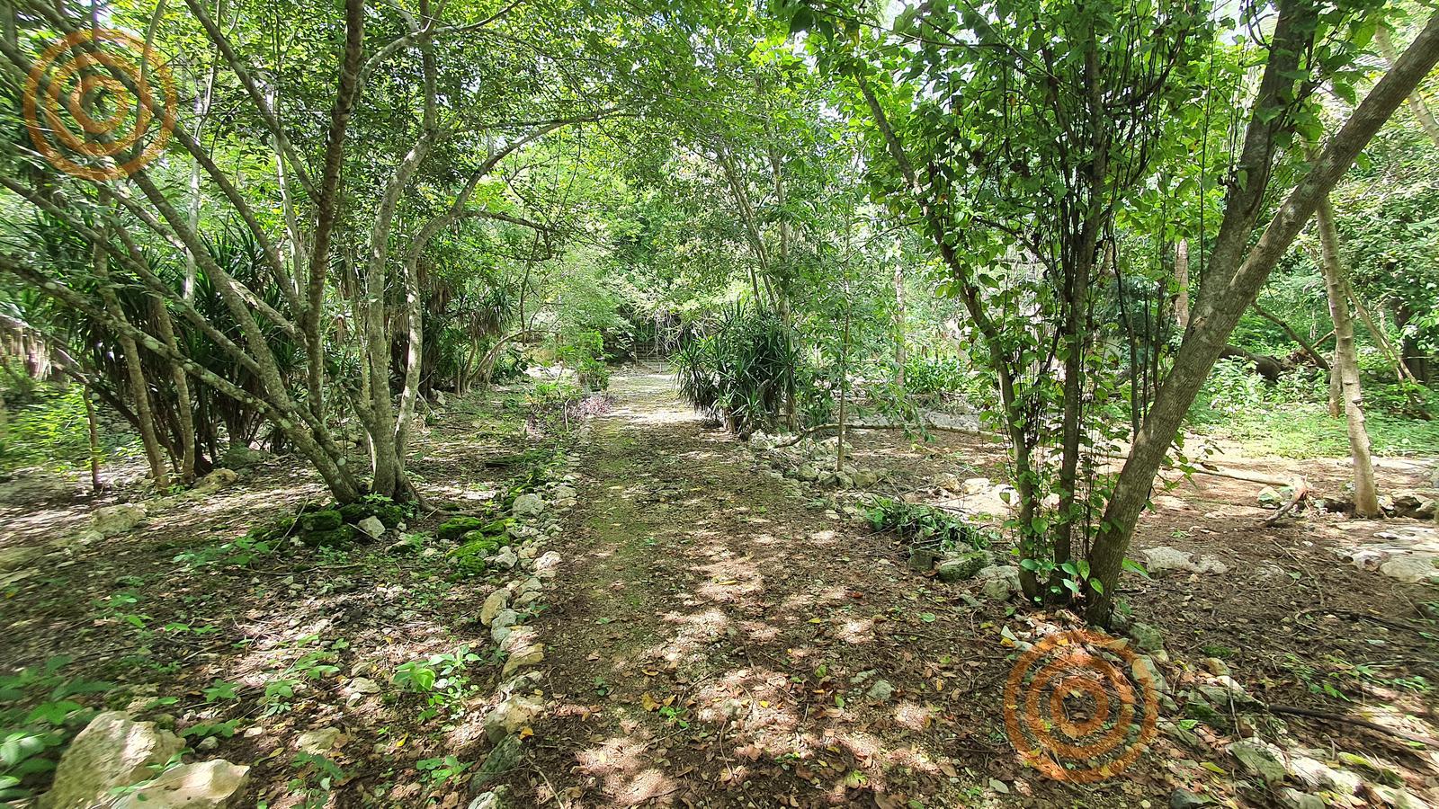 bre-tix-001-06 Camino entre árboles dentro del rancho