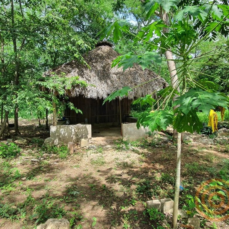 Palapa entre árboles dentro del rancho
