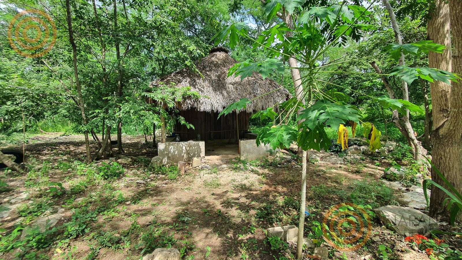 bre-tix-001-11 Palapa entre árboles dentro del rancho