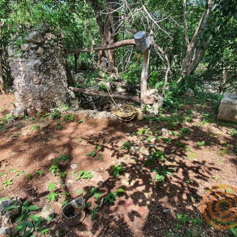 Tronco de árbol grande y muros antiguos de piedra