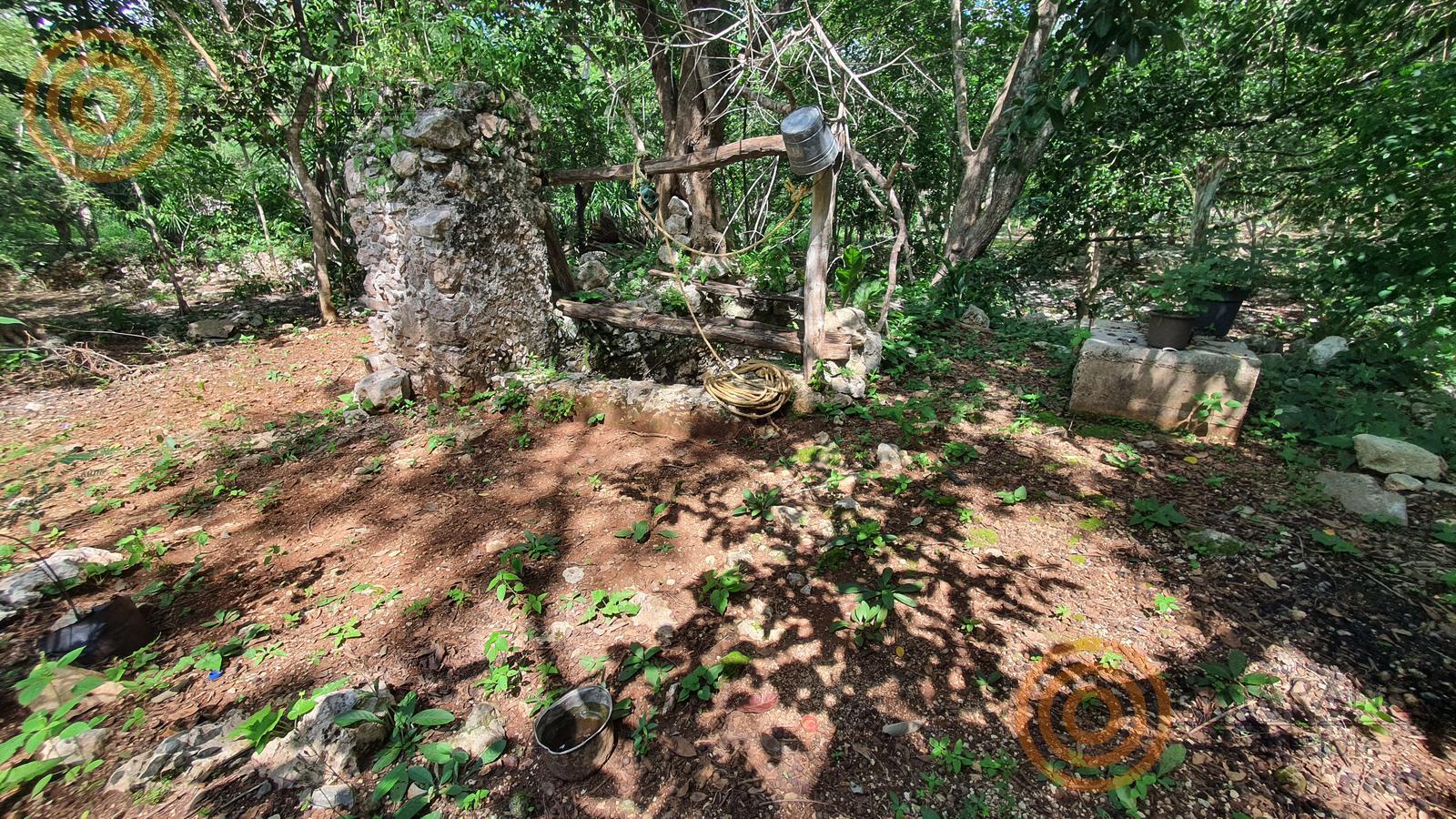 bre-tix-001-13 Tronco de árbol grande y muros antiguos de piedra