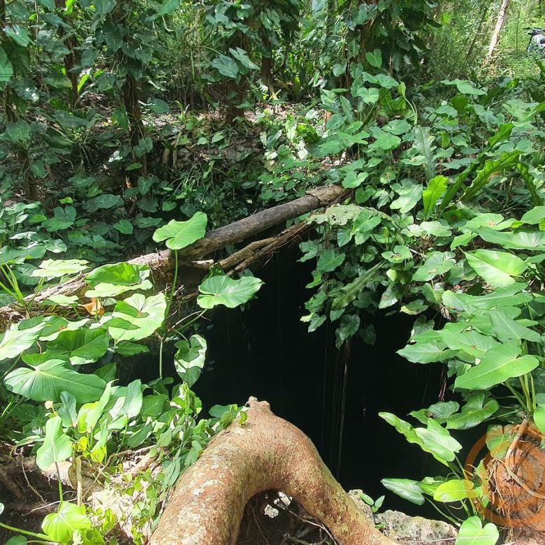 Vegetación sobre la entrada de un cenote