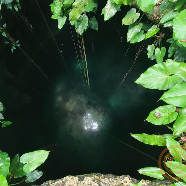 Cenote visto desde arriba entre hojas verdes