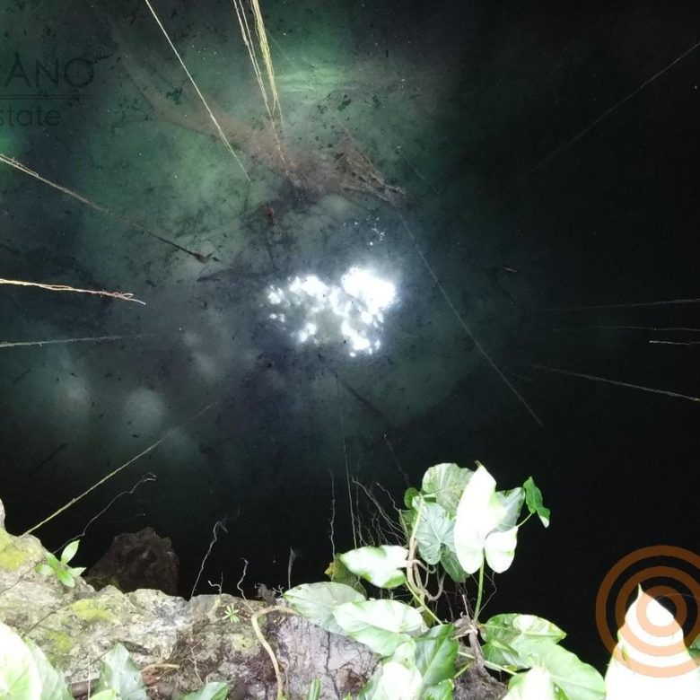 Boca del cenote con raíces y vegetación