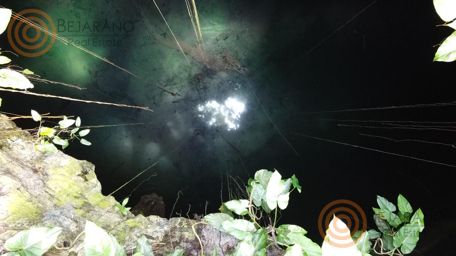bre-tix-001-18 Boca del cenote con raíces y vegetación