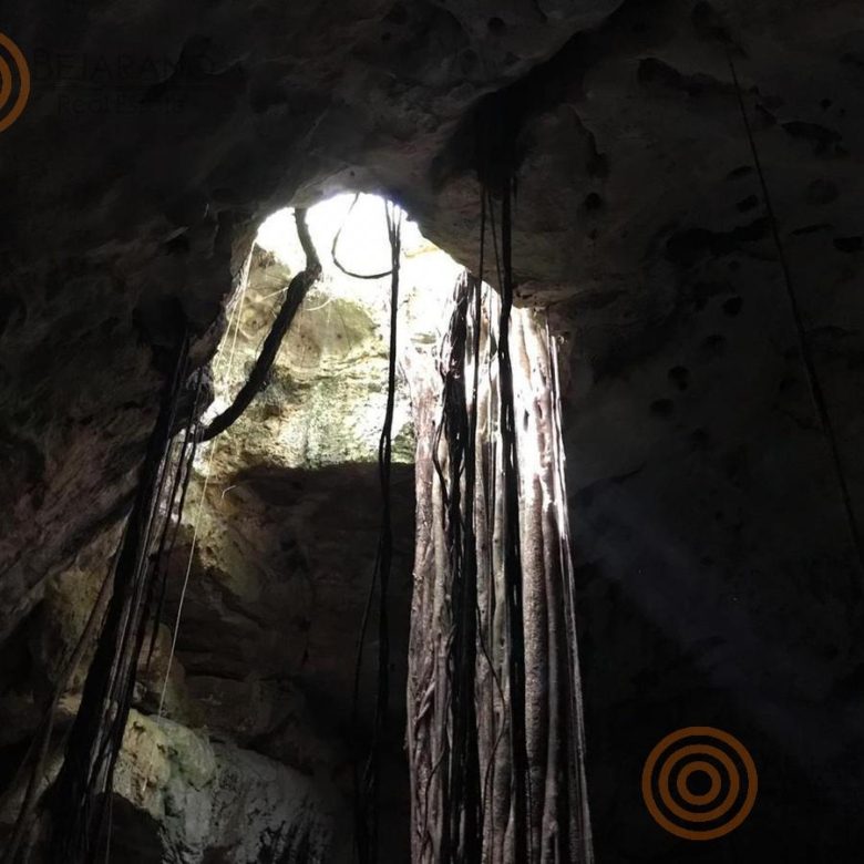Bóveda del cenote con raíces que llegan al agua
