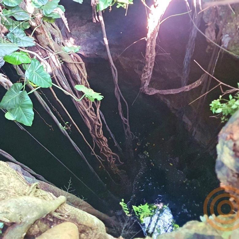 Raíces y roca en la entrada del cenote