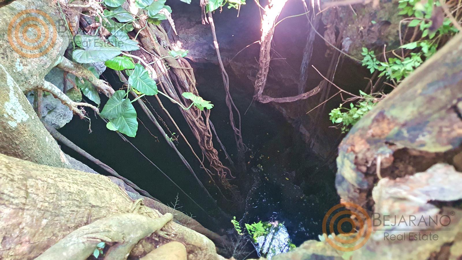 bre-tix-001-26 Raíces y roca en la entrada del cenote