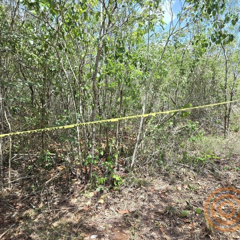 Lote delimitado con cinta entre árboles de la selva