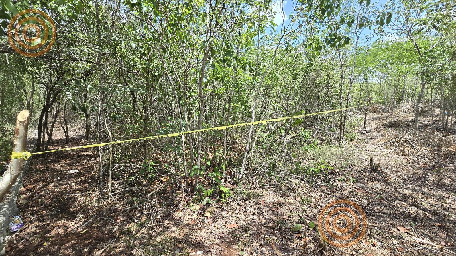 bre-tv-ecoproyect-19 Lote delimitado con cinta entre árboles de la selva