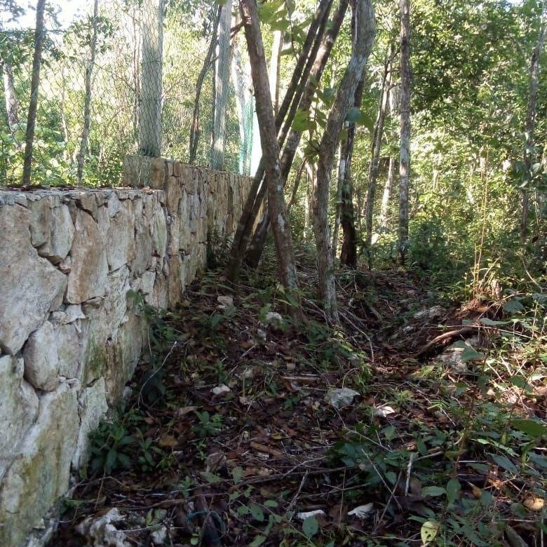 Barda de piedra a lo largo del terreno entre la selva