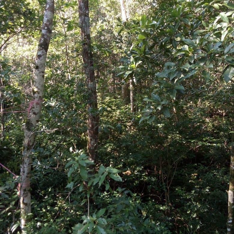 Selva densa dentro del terreno de Francisco Uh-May