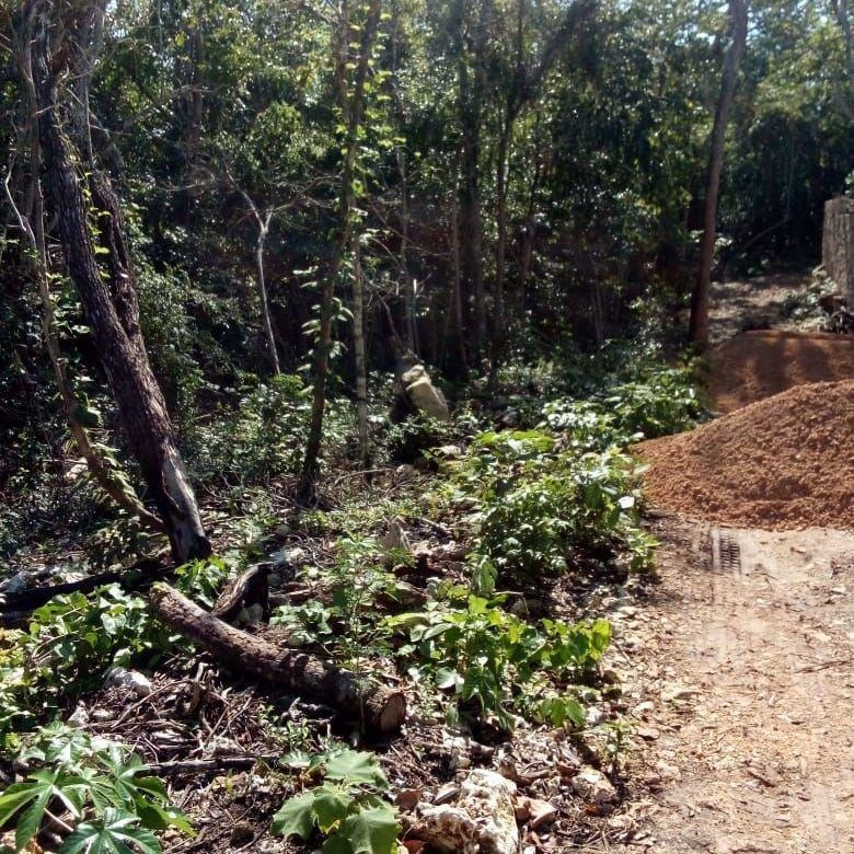 Terreno con vegetación nativa y montículo de material